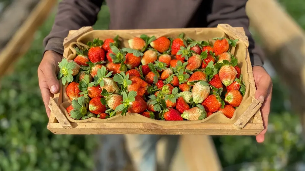 Produits de la ferme à Rochetoirin