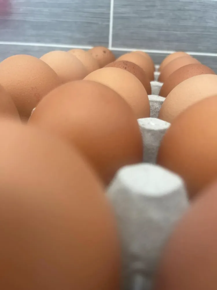 Vente d'œufs à Rochetoirin