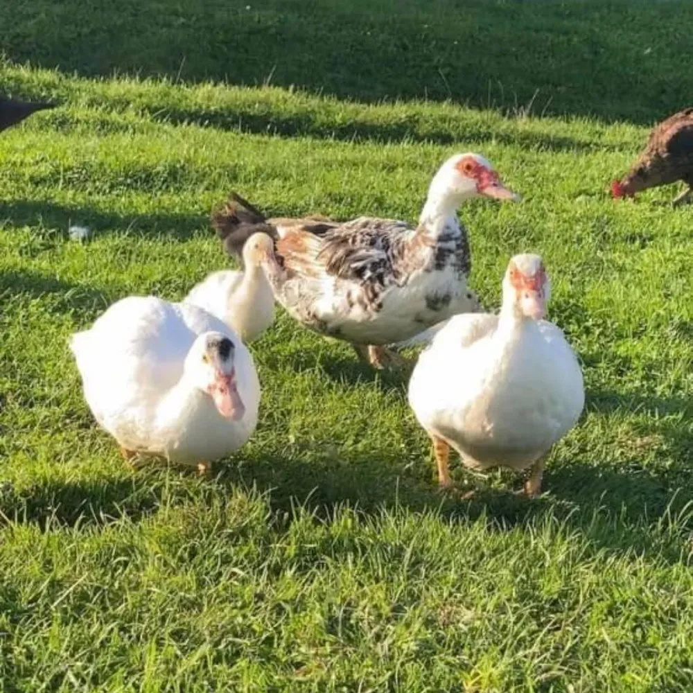 Poulet fermier plein air à Rochetoirin
